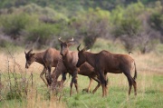 tsessebe